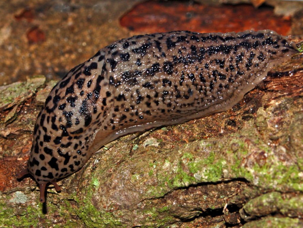 Un Limax maximus dell''entroterra ligure (GE)